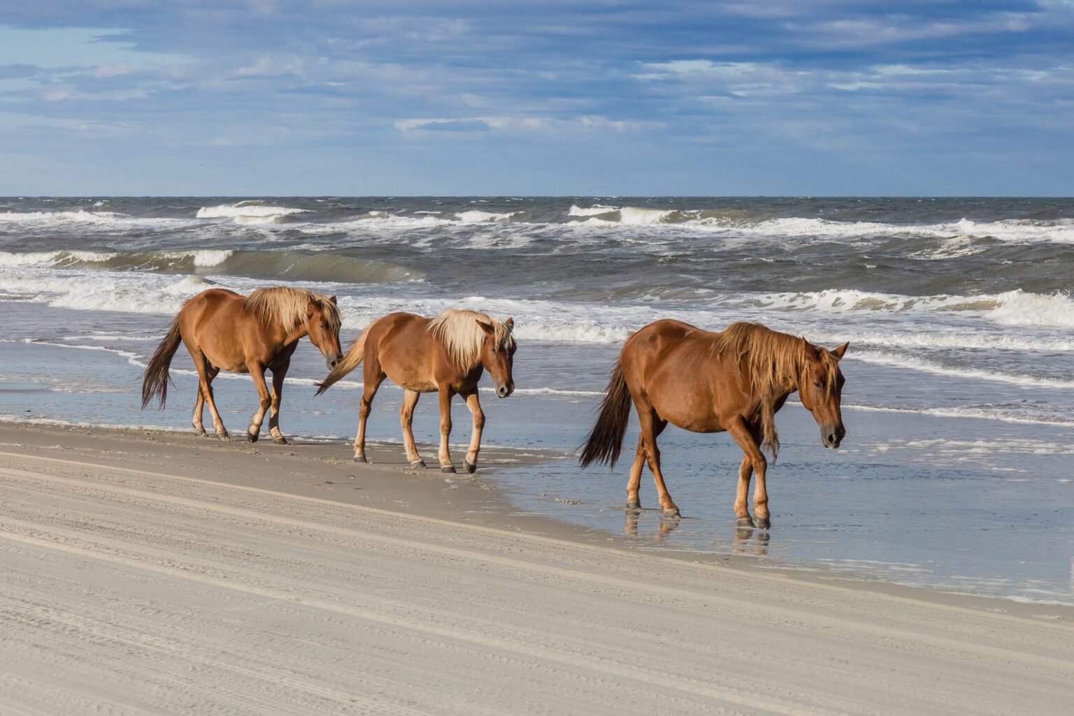 Where did the wild horses on the Outer Banks NC come from? - Outer ...