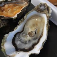 fresh shocked oysters - oysters on the half shell