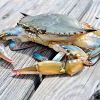 soft shell crab, blue crab