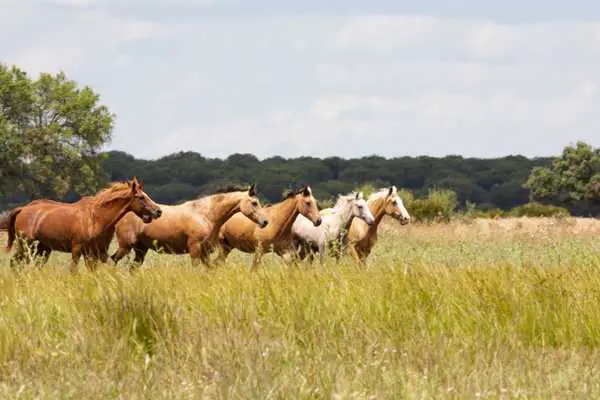 wild horses ocracoke island nc