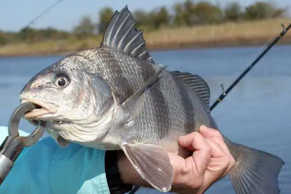 Black drum fish are usually found in brackish waters and are known for their preference for mollusks and crustaceans.