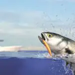 is bluefish health to eat