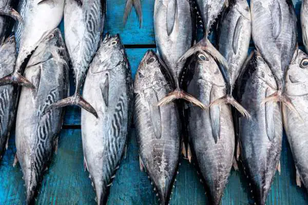 is tuna good for you?
