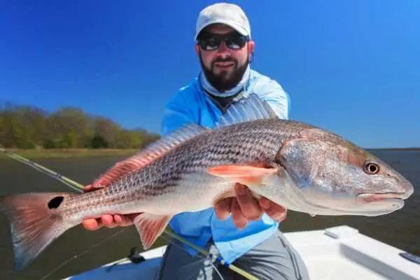 red drum also known as redfish
