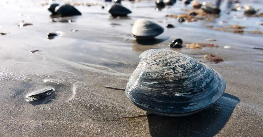 What Do Clams Eat? Outer Banks Recipes