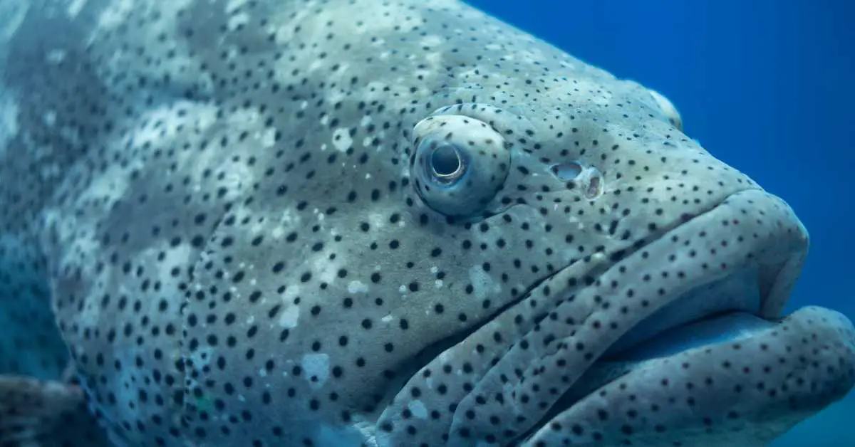What does grouper taste like?