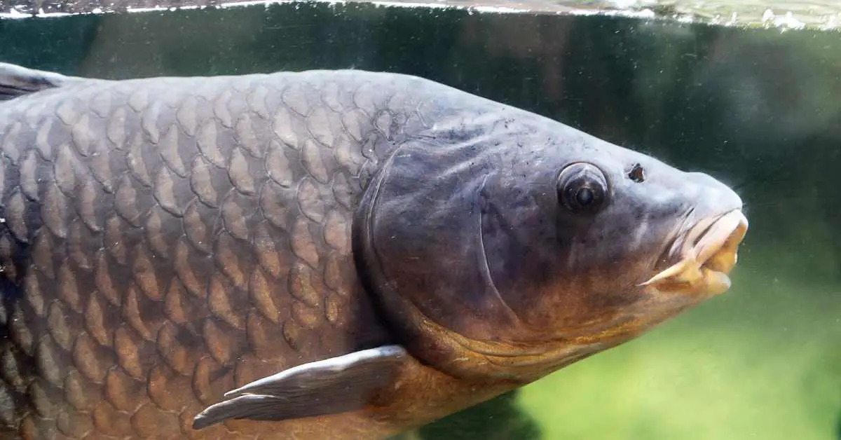 Is Carp Safe to Eat?