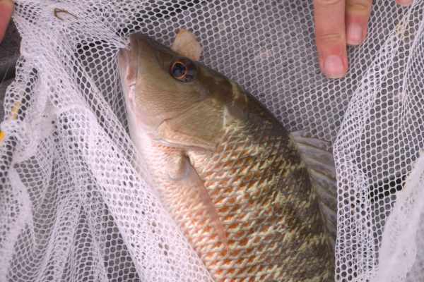 red drum obx tackle