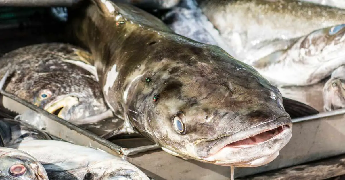 is cobia good to eat